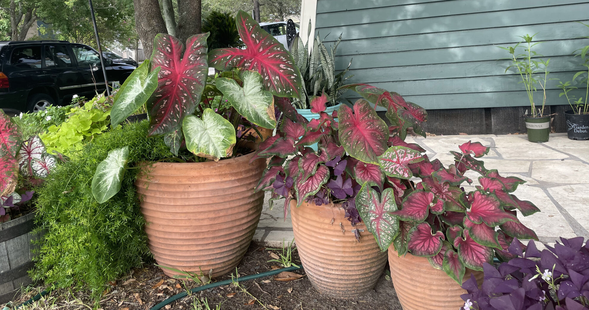Garden Variety
